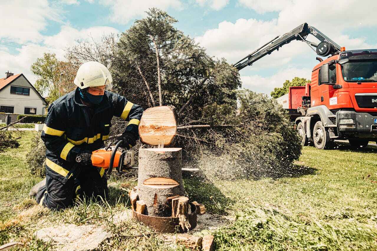 Best Palm Tree Trimming  in Arnold, MO